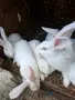 Зайци за разплот и консомация, снимка 6