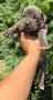 Американско Були Хл/American Bully XL , снимка 5