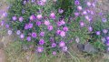 Цветя Астра алпийска – за ранно пролетно засаждане в градината, снимка 11
