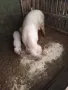 Продавам прасета, снимка 4