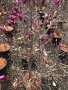 Магнолия 130см , снимка 1 - Градински цветя и растения - 40013953