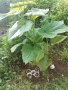 Пауловния томентоса, бързо растящи., снимка 3