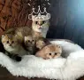 ТОП ЦЕНА .БРИТАНСКИ ЗЛАТНИ ЧИНЧИЛИ, снимка 3