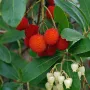 Ягодово дърво/Arbutus unedo (кумарка), снимка 5