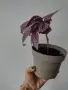 Персийски щит, Strobilanthes dyerianus, снимка 3