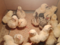 Пиленца на ден и на 1 месец, снимка 1 - Кокошки и пуйки - 44794318