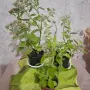 Лечебна Дебела Мара комплект , снимка 1