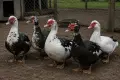 Продавам 10 патици, снимка 2