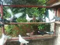 Продавам пазарджишки гълъби, снимка 2