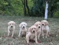 Лабрадор / Лабрадори, снимка 6