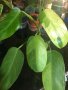 Philodendron Jose Buono , снимка 2