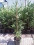 Кипарис лейланди( Cupressocyparis leylandii) Раземр 40-50см , снимка 6