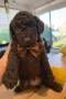 Poodle mini/Пудел мини, снимка 5