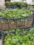Продавам разсад ягоди , снимка 10