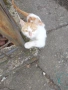 Търся дом за мъжко коте, снимка 3