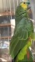 Продава женска синьочела амазона, снимка 4
