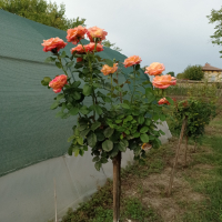 Щамбови рози, цветово разнообразие., снимка 2 - Градински цветя и растения - 44639785
