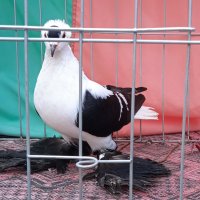 Работещ мъжки гълъб - Саксонска чайка, снимка 1 - Гълъби - 39440026