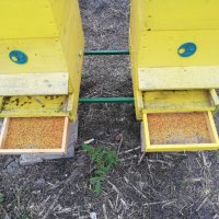 Пчелен прашец - 2024 година, снимка 2 - Пчелни продукти - 41354145
