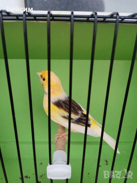 Канари, снимка 1