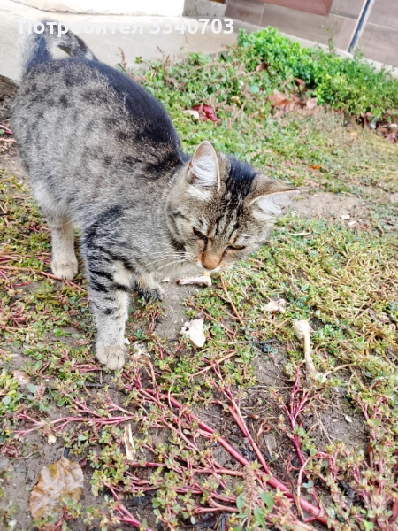 Подарявам коте, снимка 1