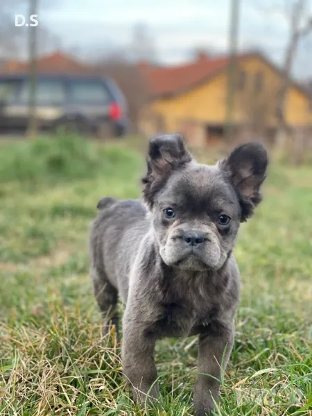 Френски булдог флъфи , снимка 1