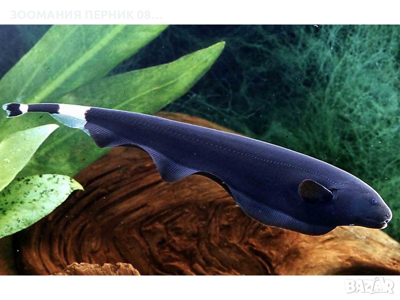Риба Нож - Перник , снимка 1