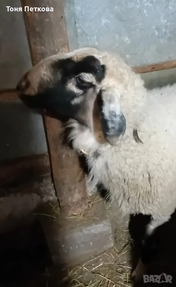 Продавам коч Асаф, снимка 1