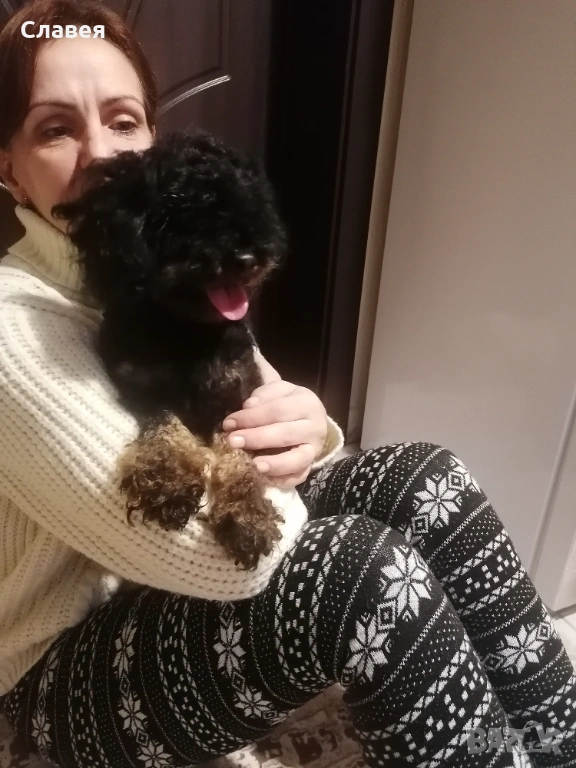 Продавам мини пудел , снимка 1