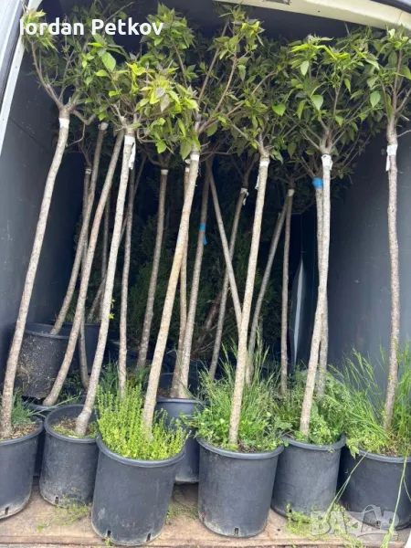 Кълбовидна Каталпа , снимка 1