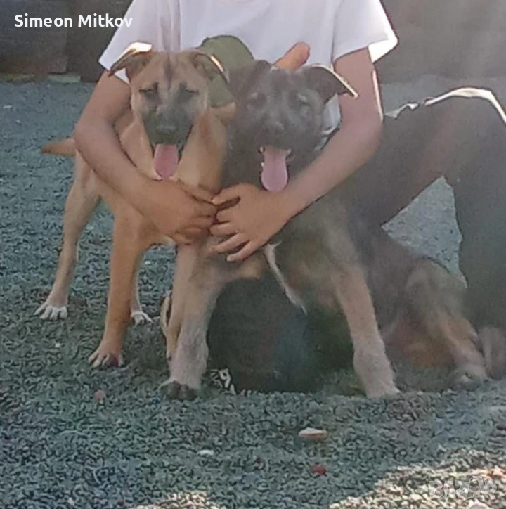 продавам две кучета мъжко и женско ваксиниране може и бартер с друго куче  0894923958, снимка 1