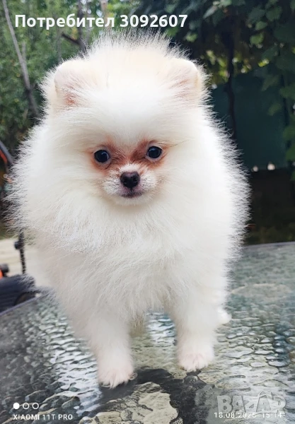 Померанче женско , снимка 1