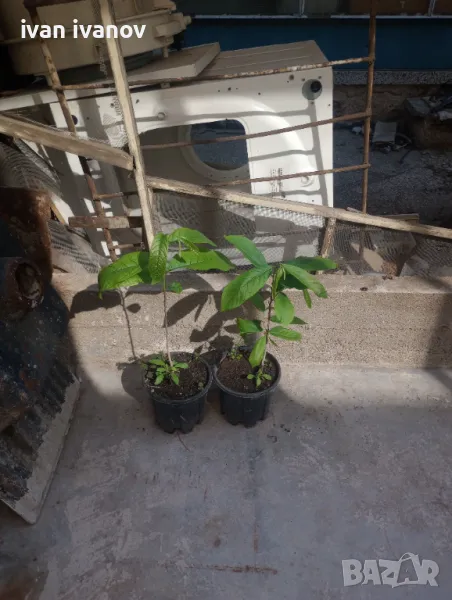 Индиански Банан, снимка 1