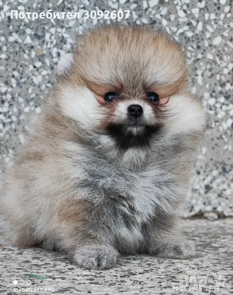 Померан момиче, снимка 1