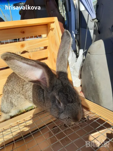 Белгийски великани, снимка 1