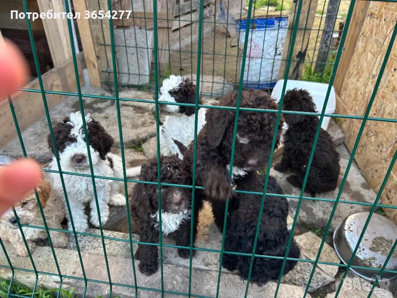 Бебета Лагото чистокръвни, снимка 1