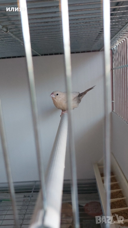 Среброклюни амадини, снимка 1