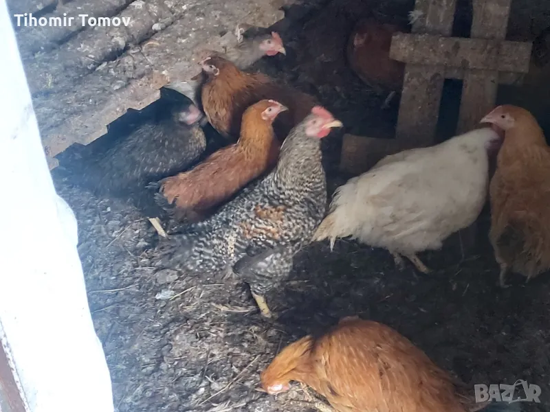 продавам ярки пилета петли пуйчета неми патици , снимка 1