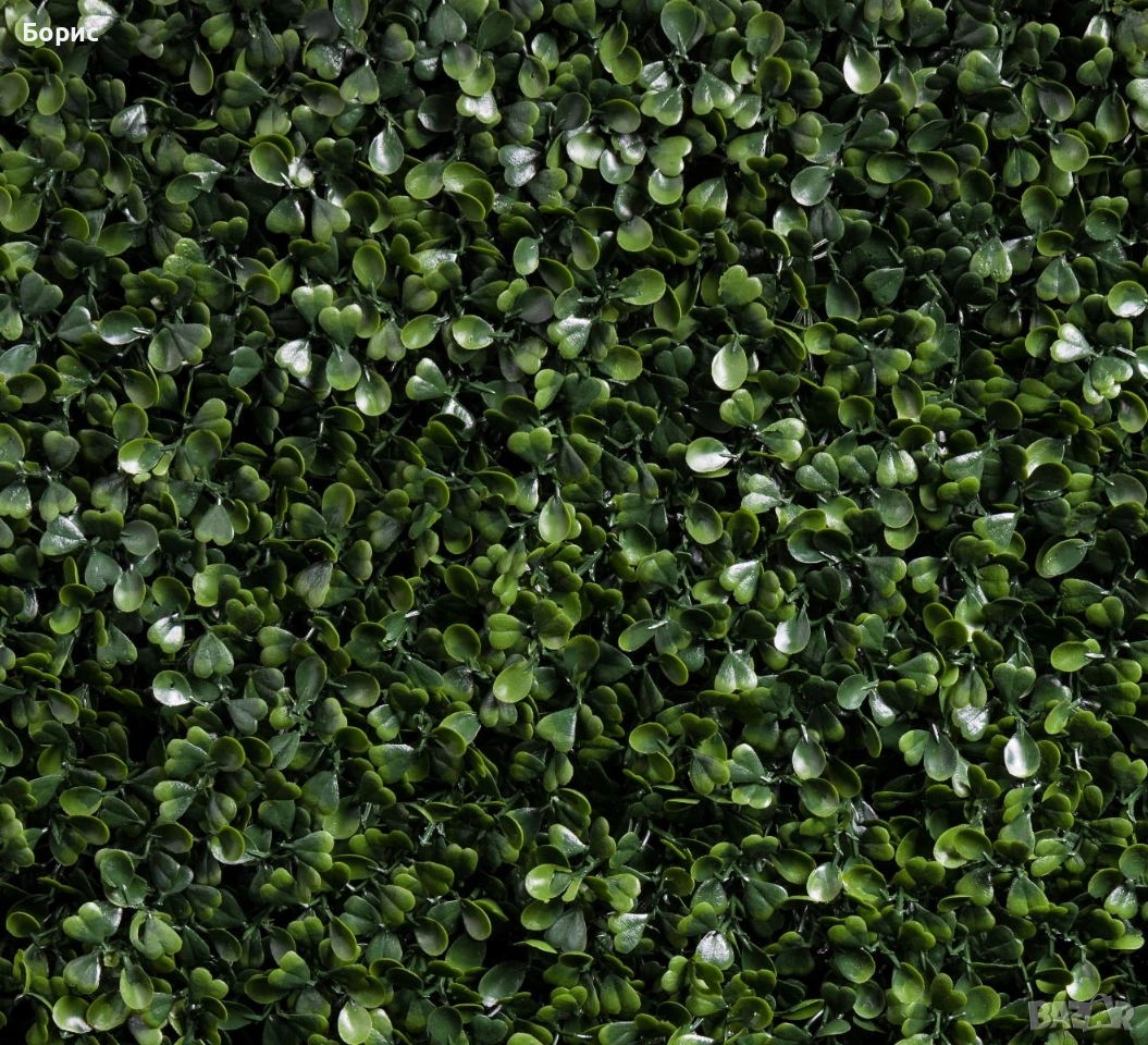 Зелено пано 50x50 см. Чемшир., снимка 1