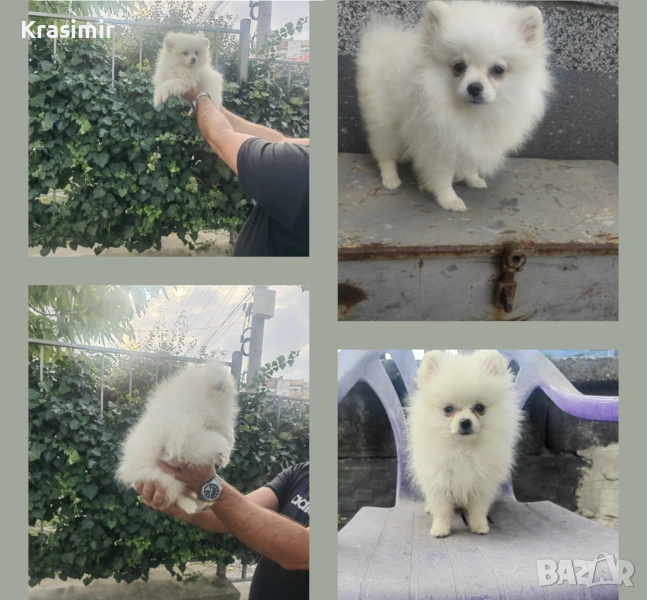 Бели пухчета, снимка 1