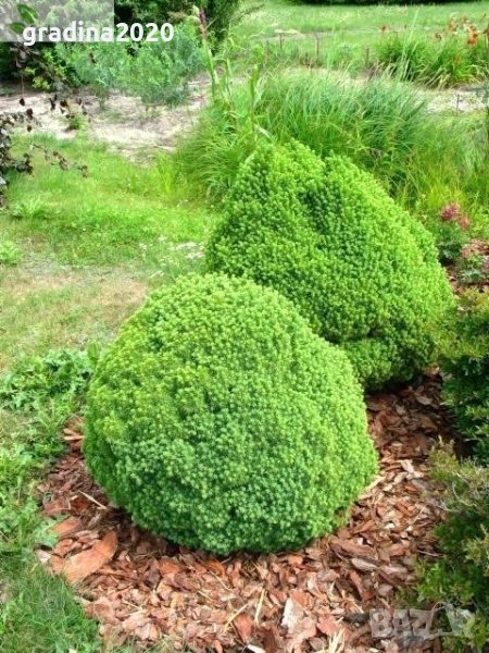 Смърч Алберта Глобе/ Picea glauca var. albertiana 'Alberta Globe', снимка 1