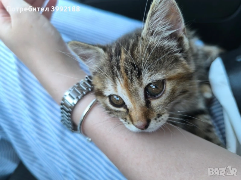 Подаряваме котенце СПЕШНО, снимка 1