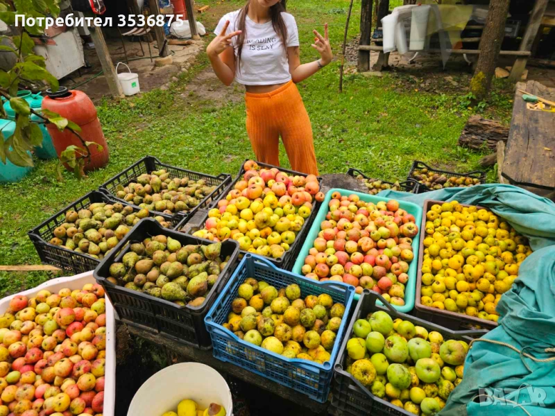 Домашен ябълков оцет – по стара балканска рецепта, снимка 1