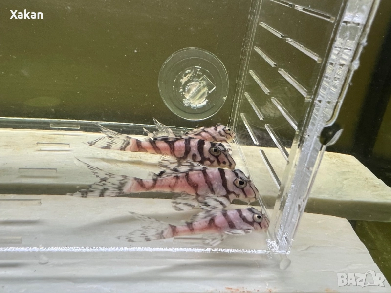 L 236 SW и SY 4.5-5.5см, снимка 1