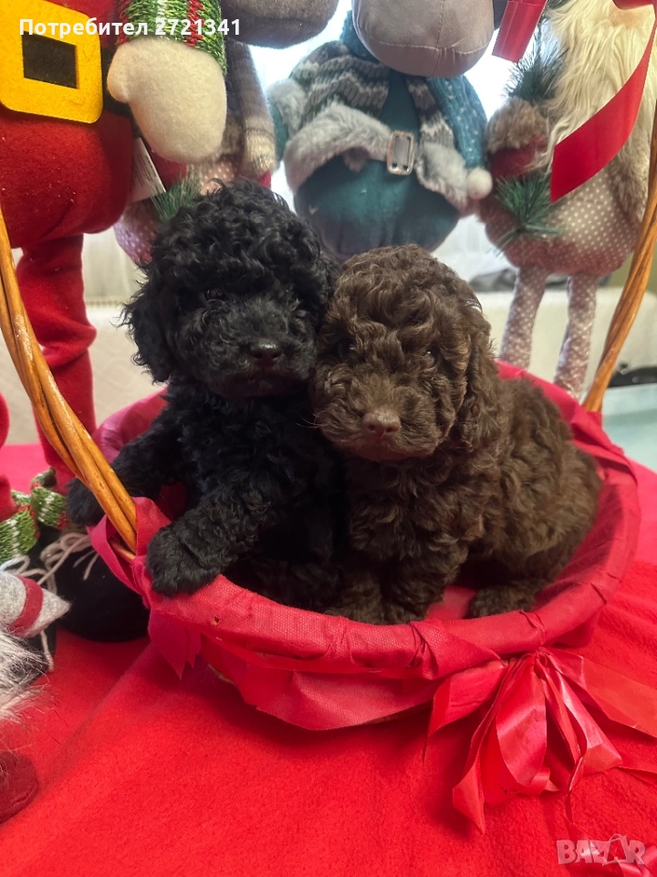 Мини пуделчета, снимка 1