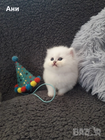 Котенца Гледани със Истинска Обич, снимка 3 - Други - 52655414