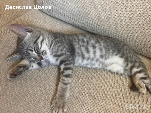 шотландско правоухо коте котка, снимка 4 - Британска късокосместа - 55932105