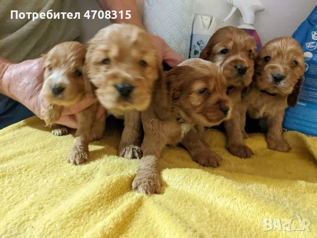 кокер шпаньол английски игриво бебенце, снимка 5 - Кокер шпаньол - 55777553