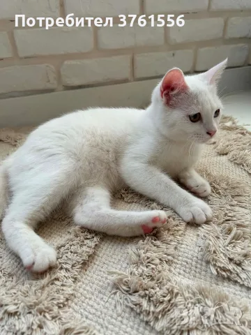 Британско коте с хетерохромия, снимка 4 - Британска късокосместа - 55970173