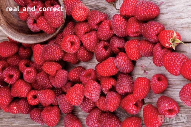 ПРОМОЦИЯ Разсад Ягоди и Малини Елитни Сортове, снимка 9 - Разсади - 53638722